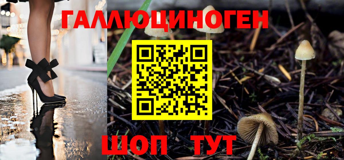 Советская Гавань  Галлюциногенные грибы Psilocybine cubensis  Вход с VPN 